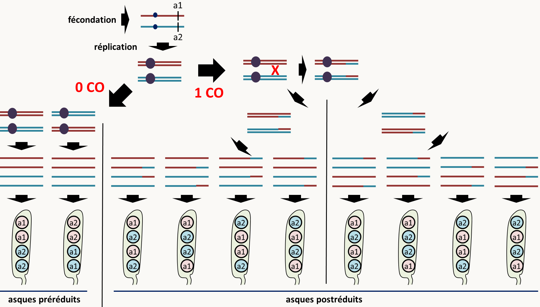 schéma de la ségrégation d'un gène en méiose dans les asques ordonnés.