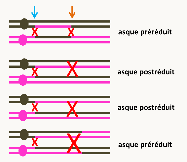 asques ordonnés obtenus après deux crossing-over entre un  gène et son centromère.