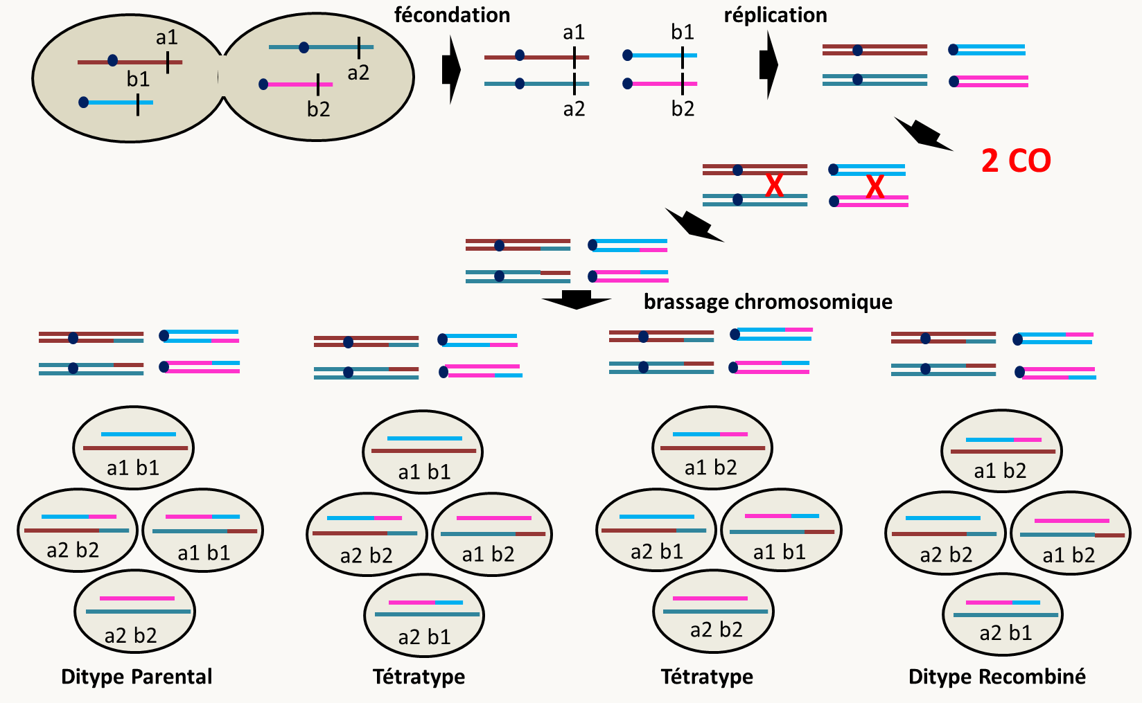 ségrégation de deux gènes localisés sur des chromosomes différents dans les tétrades de levure avec deux crossing-over entre chacun des gènes et son centromère respectif.