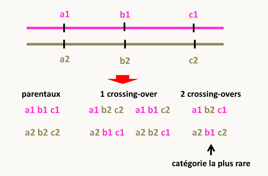 test 3-points: dans un croisement d'une F1 hétérozygote par elle-même, la fréquence d'un double crossing-over entre a et b et entre b et c est le produit de la fréquence d'un crossing-over entre a et b avec celle d'un crossing-over entre b et c. Elle est donc très inférieure à ces deux dernières fréquences. Dans les descendants les chromatides portant (a1 b2 c1) et (a2 b1 c2) sera la plus faible. En résumé, le gène qui recombine avec les deux autres avec la plus faible fréquence se trouve au milieu.
