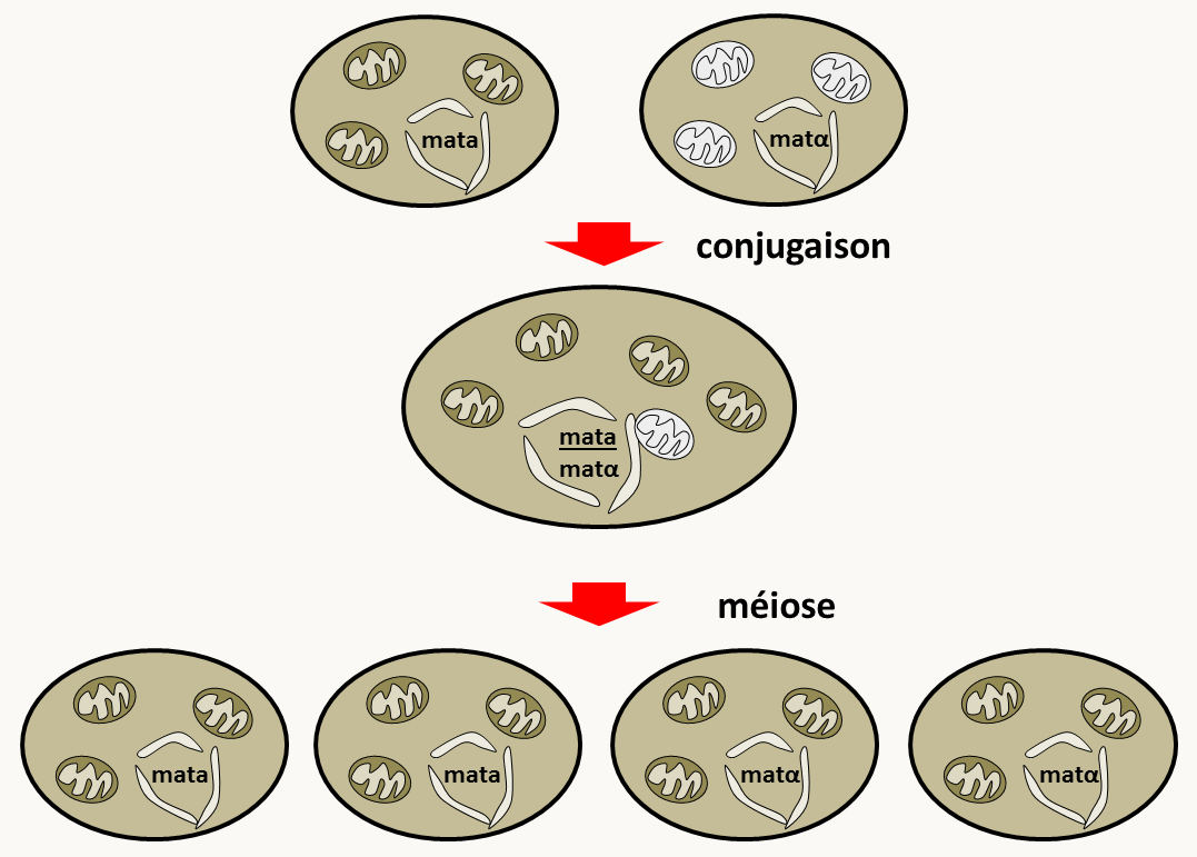 ségrégation de type 4:0 d'un croisement mata sauvage x  matα rho° chez Saccharomyces cerevisiae. La souche rho° est représentée avec des mitochondries blanches dépourvues de génome. Dans le diploïde, la fusion des mitochondries va aboutir à des mitochondries toutes pourvues de génomes. Notez que les mitochondries ont la possibilité non seulement de fusionner, mais aussi de se scinder et qu'elles contiennent plusieurs copies, voire dizaines de copies du génome mitochondrial.