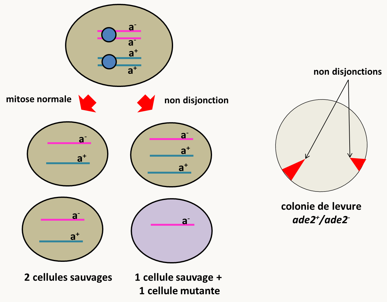 non-disjonction en mitose (à droite) du chromosome portant un allèle sauvage donne une cellule hémizygote a<sup>-</sup> mutante. A gauche, colonie sectorisée par non-disjonction.