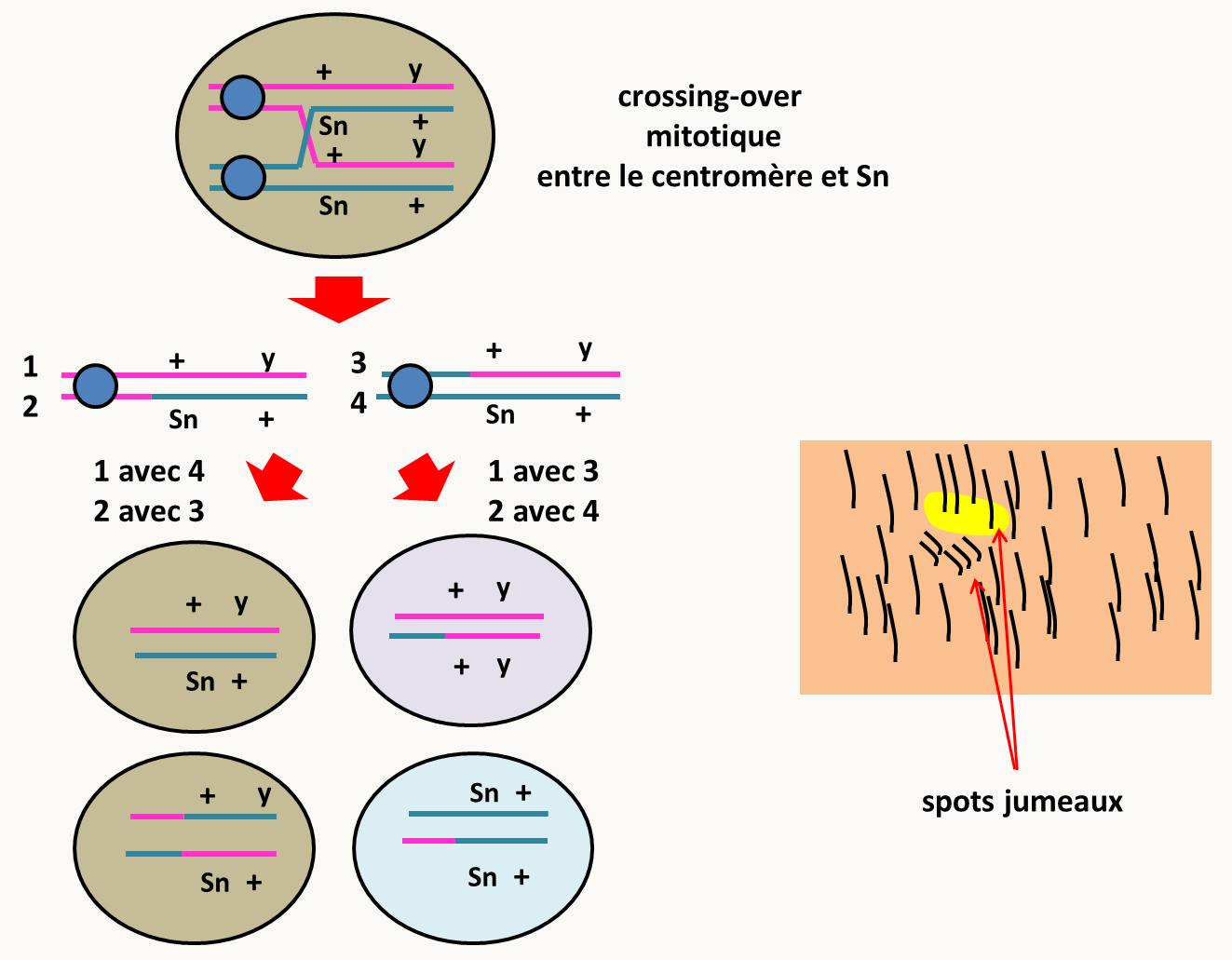 effets des crossing-over mitotiques. Après un crossing-over entre le gène Sn et le centromère, dans le cas de gauche avec ségrégation de la chromatide 1 avec la chromatide 4 et donc de la chromatide 2 avec la chromatide 3, deux cellules sauvages sont obtenues. Au contraire, dans le cas de droite, où la chromatide 1 ségrège avec la chromatide 3 et donc de la chromatide 2 avec la chromatide 4, les cellules filles seront pour l'une homozygote pour Sn et l'autre homozygote pour y. Chacune va donner naissance à un clone ce qui va aboutir à ce que l'on appelle des clones ou spots jumeaux.