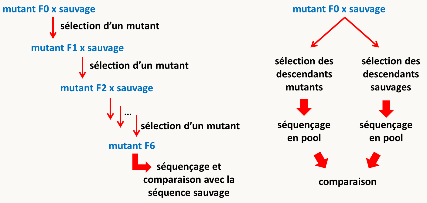 stratégies pour simplifier l'identification de mutations par séquençage complet de génomes mutants. A gauche, stratégie utilisée si les espèces peuvent devenir rapidement homozygotes.