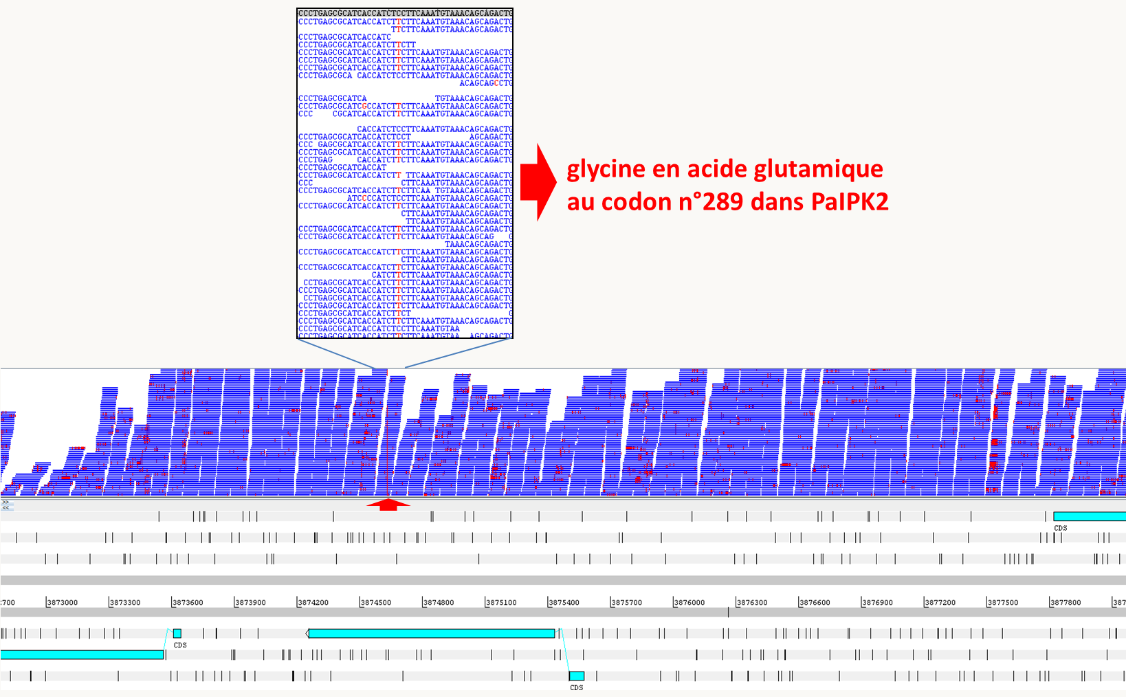 résultat d'un mapping des courtes séquences obtenues à partir du mutant spod1 via le séquençage à haut débit (traits bleus) sur la séquence de référence de la souche sauvage (en bas, les boites représentent les séquences codantes) chez Podospora anserina. Seule une courte région d'intérêt est montrée. Les différences entre les séquences du mutant et celle de la souche de référence sont en rouge. On voit la présence de nombreuses erreurs de séquence dispersées dans les différentes séquences obtenues par le séquençage à haut débit, ce qui est usuel avec les technologies actuelles. La position de la mutation (indiquée par la flèche rouge) est par contre bien visible sous la forme d'un trait rouge car la différence de séquence avec la souche sauvage est présente dans quasiment toutes les séquences. En haut, le détail des séquences autour de la mutation montre qu'il s'agit d'une transition de C vers T entraînant le changement au codon 289 d'une glycine par un acide glutamique dans un gène appelé PaIPK2 codant pour une inositol-polyphosphate kinase.