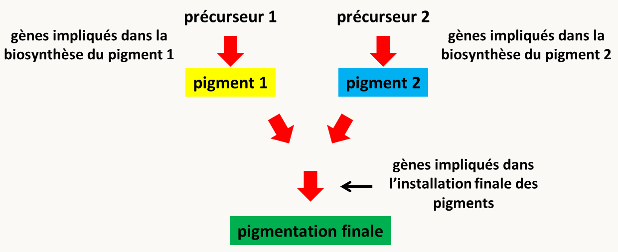 épistasie dans une voie de biosynthèse branchée et complexe. Dans cette voie, deux précurseurs produisent deux pigments (ici un jaune, le pigment 1, et un bleu, le pigment 2) via deux voies linéaires. Les mutants dans les gènes de biosynthèse du pigment 1 sont donc bleus et ceux dans les gènes de biosynthèse du pigment 2 sont jaunes, alors que le sauvage sera vert. Il y a en plus des gènes codant pour des enzymes impliqués dans le dépôt correct des pigments; leurs mutants seront blancs car les pigments ne seront pas correctement déposés. On voit clairement que dès qu'un des gènes impliqués dans le dépôt des pigments est muté, la souche sera blanche, peu importe le(s) pigment(s) fabriqué(s). Ces gènes sont donc épistatiques sur les gènes de fabrication des pigments 1 et 2, bien qu'ils agissent en aval.