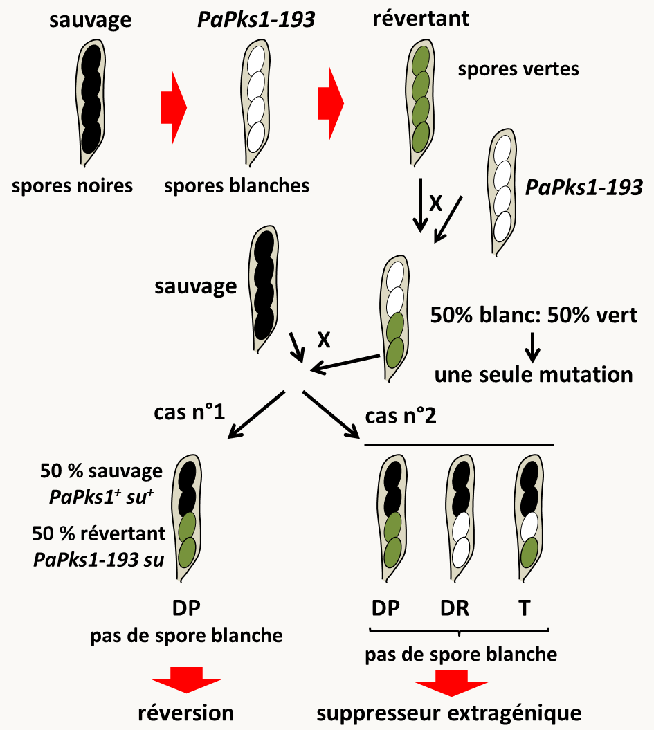 identification de révertant du défaut de coloration de spores du mutant PaPks1 chez Podospora anserina; voir le texte pour détail. Pour des raisons de simplicité, les asques représentent la ségrégation des caractères après la méiose et avant la mitose postméiotique. En effet, chez Podospora anserina, la mitose postméotique est suivie d'un arrangement particulier des noyaux qui entraîne la formation d'ascospores binuclées contenant des noyaux non-frères.