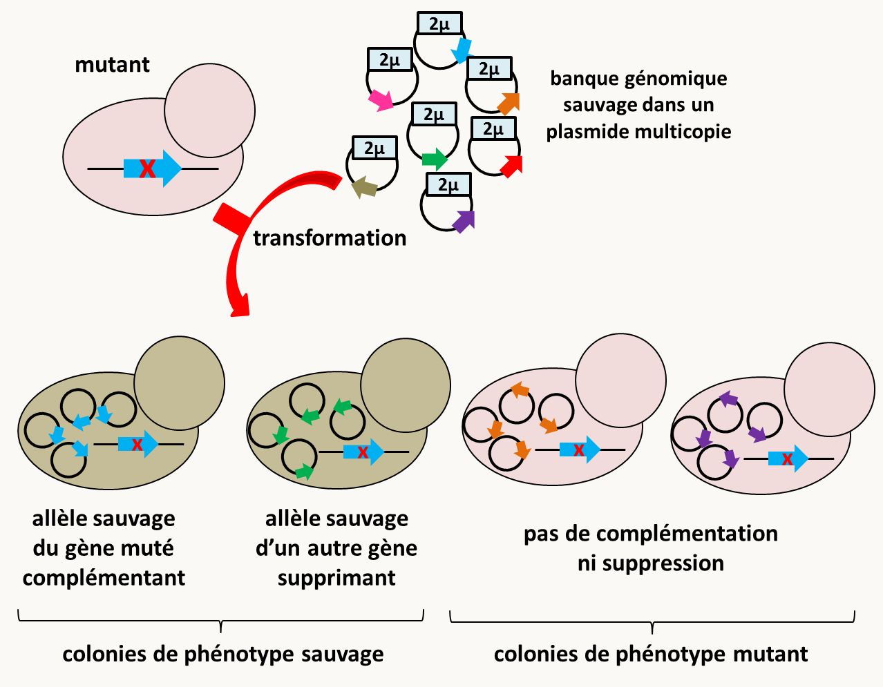 identification de suppresseurs multicopies chez Saccharomyces cerevisiae. Notez que l'allèle sauvage en multicopie peut en lui-même conférer un phénotype différent du phénotype sauvage, éventuellement opposé à celui de la mutation initiale.