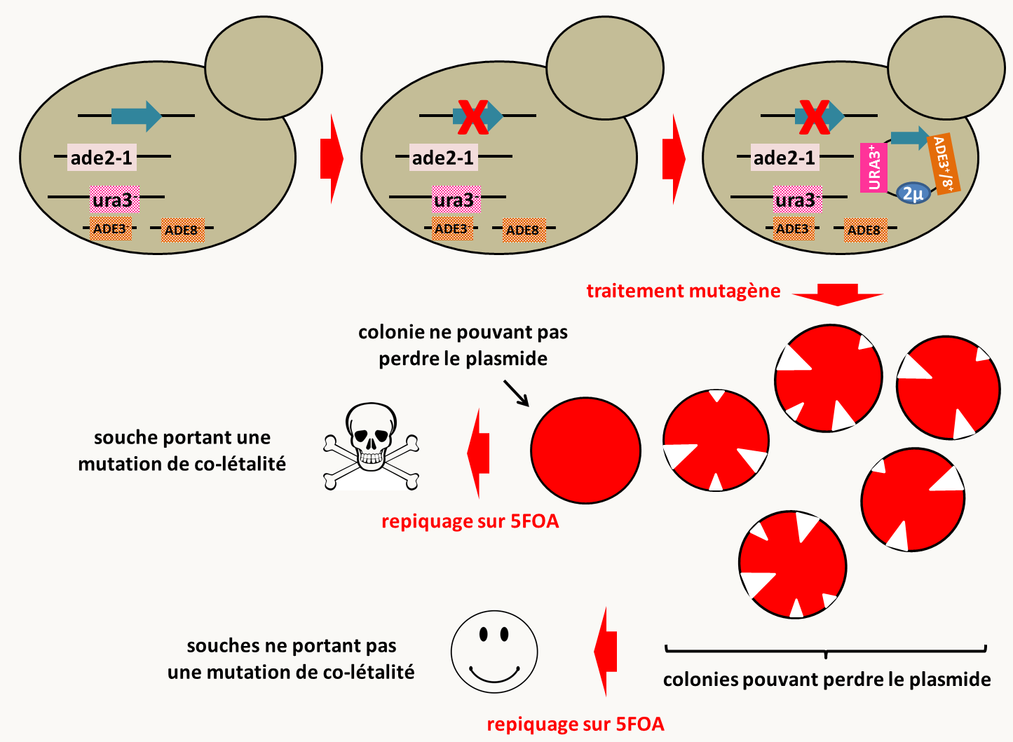 stratégie de recherche de co-létaux chez Saccharomyces cerevisiae. La souche de départ porte des mutations dans les gènes ADE2, ADE3 et ADE8, ce qui lui confère une couleur blanche car le pigment rouge qui s'accumule dans les mutants ADE2<sup>-</sup> n'est pas produit. En effet, les gènes ADE3 et ADE8 codent pour des enzymes agissant en amont de l'enzyme codé par le gène ADE2; c'est le substrat de l'enzyme codé par ADE2 qui est transformé en métabolite rouge. Cette souche est aussi mutée pour le gène URA3 qui va servir de marqueur de sélection pour introduire un plasmide et permettre une contre-sélection pour vérifier la présence d'une mutation co-létale. Dans cette souche est introduite la mutation pour laquelle on souhaite obtenir des mutations co-létales (croix rouge). Puis, un plasmide portant les allèles sauvages des gènes ADE3, ADE8 et URA3, ainsi que l'allèle sauvage du gène qui porte dans le génome la mutation pour laquelle on souhaite trouver des mutations co-létales est introduit par transformation en sélectionnant les transformants devenu prototrophes pour l'uracile. Cette souche est rouge (car le pigment rouge caractéristique des souches mutantes pour ADE2 est fabriqué) mais va présenter de nombreux secteurs blanc indicatif de la perte du plasmide, puisque le gène qu'il porte n'est pas essentiel. Après traitement mutagène, les souches ne pouvant plus perdre le plasmide, et donc l'allèle sauvage du gène d'intérêt, ne présenteront donc plus de secteurs blancs. Ce crible positif permet de sélectionner rapidement des candidats porteurs de mutations co-létales. Pour valider la présence d'une mutation co-létale, il suffit de repiquer les candidats sur milieu contenant de l'acide 5-fluoro-orotique (5FOA). En effet, ce produit est métabolisé uniquement dans les souches URA3<sup>+</sup> par l'enzyme codé par le gène URA3; il devient alors toxique. Si le plasmide porteur de l'allèle URA3+ ne peut être perdu, les cellules repiquées mourront, alors que celles ne portant pas de mutations de co-létalité pousseront.